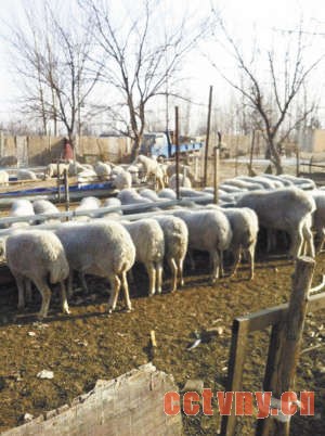 丁敬志羊圈里的羊不生病长得好。