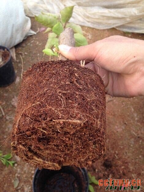 三角梅换盆时间