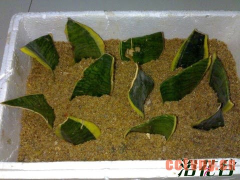 虎尾兰如何繁殖