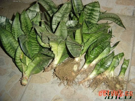 虎尾兰如何繁殖