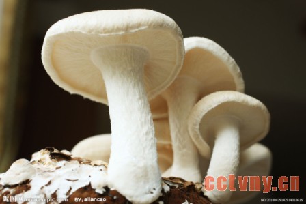 蘑菇王臧连军种植记