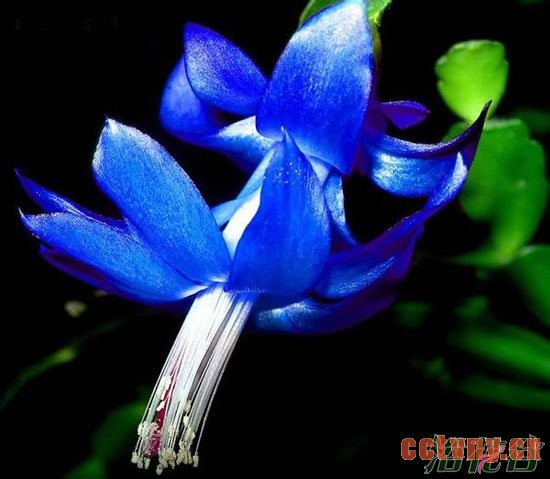 蟹爪兰有蓝色的吗