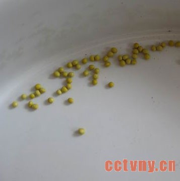 集束丸化种子什么意思