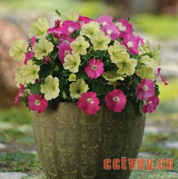 集束丸化种子什么意思