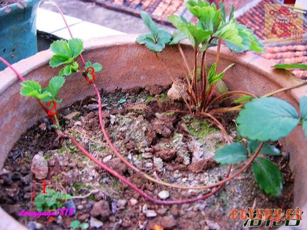 草莓匍匐茎繁殖(图)