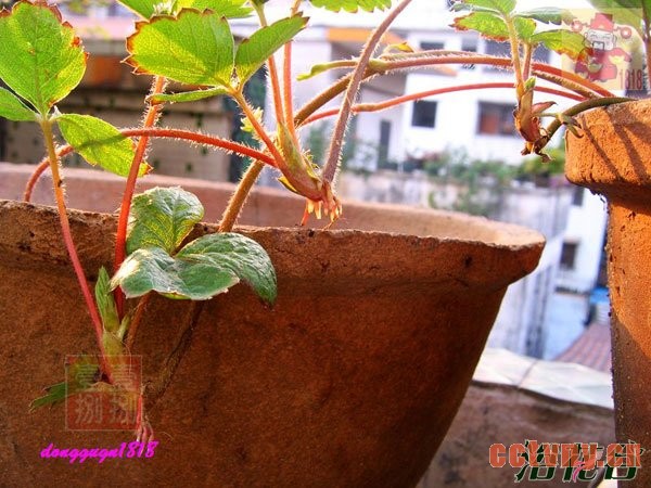 草莓匍匐茎繁殖(图)