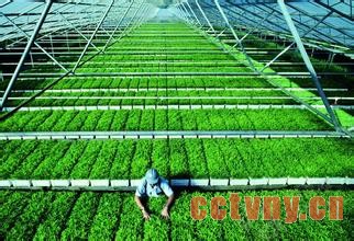 食品安全：新农业的触发点