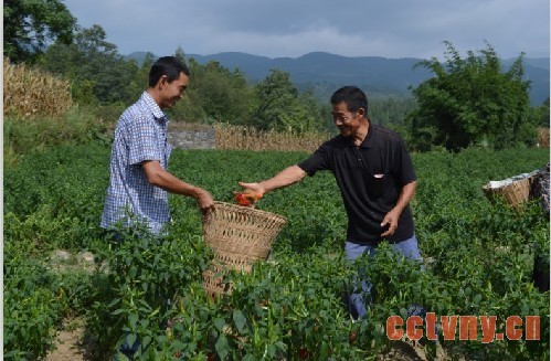 彭水龙塘乡椒农创新种油菜