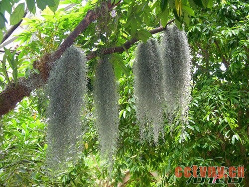 空气凤梨老人须怎么养