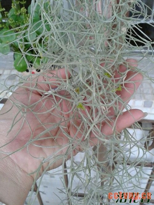 空气凤梨老人须怎么养