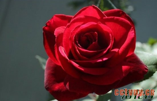 最香的月季花(排行)