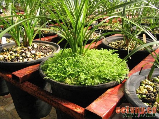 兰花盆面草(翠云草、苔藓、天胡荽)