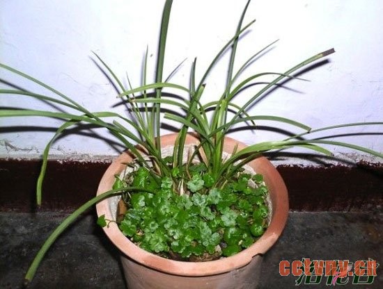 兰花盆面草(翠云草、苔藓、天胡荽)