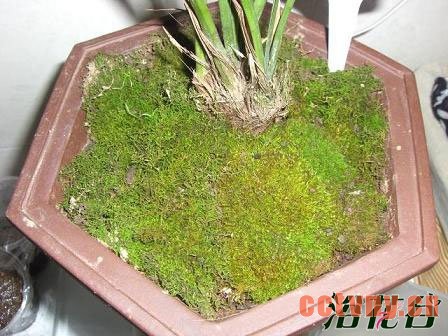 兰花盆面草(翠云草、苔藓、天胡荽)