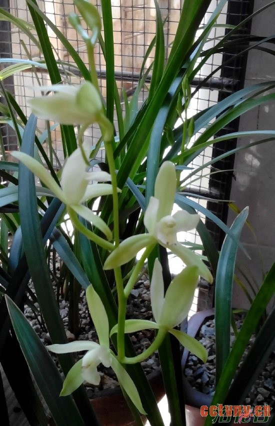 兰花香味有毒吗