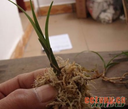 兰花幼苗的养护方法(图)