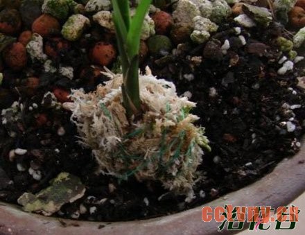 兰花幼苗的养护方法(图)