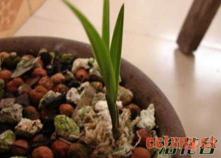 兰花幼苗的养护方法(图)
