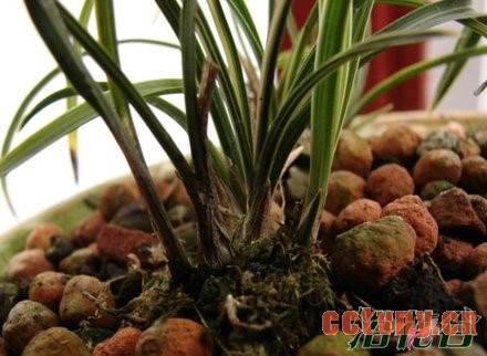 兰花幼苗的养护方法(图)