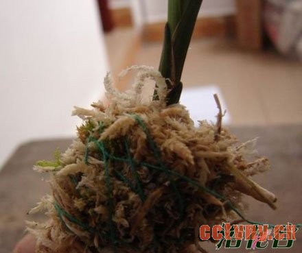 兰花幼苗的养护方法(图)