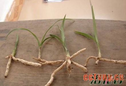 兰花幼苗的养护方法(图)