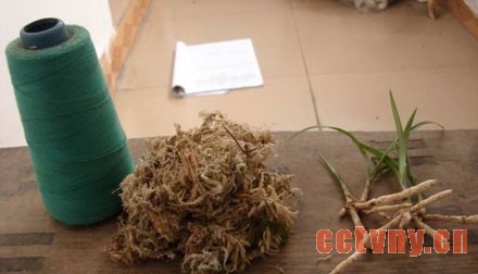 兰花幼苗的养护方法(图)