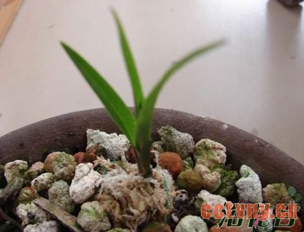 兰花幼苗的养护方法(图)