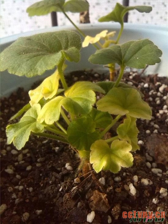 天竺葵新叶子发黄