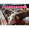肉牛养殖场山东永振牧业供应肉牛犊，鲁西黄牛，西门塔尔牛