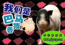 如何养香猪致富 (200播放)