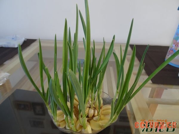 水蒜怎么种(图文)