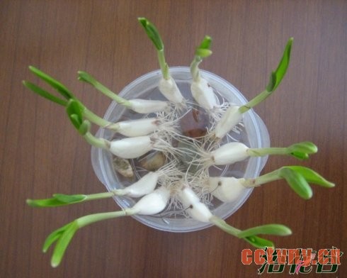 水蒜怎么种(图文)