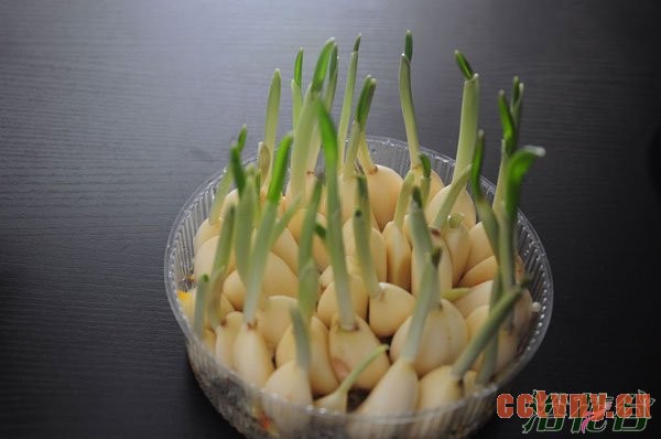 水蒜怎么种(图文)