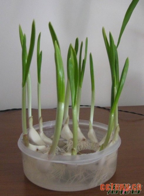 水蒜怎么种(图文)