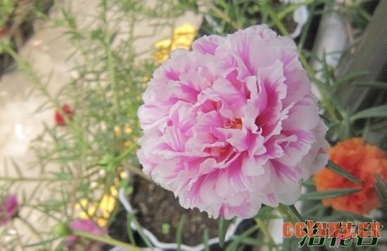 太阳花种植方法