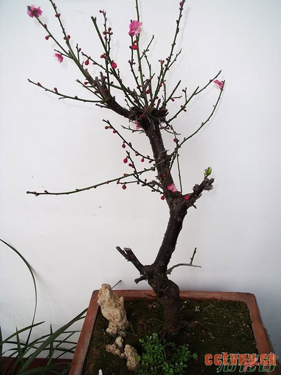 盆栽梅花怎么养