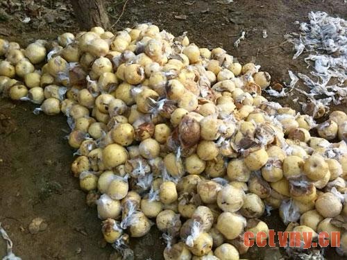 咸阳礼泉近百万斤贡梨滞销 愁坏果农(图)