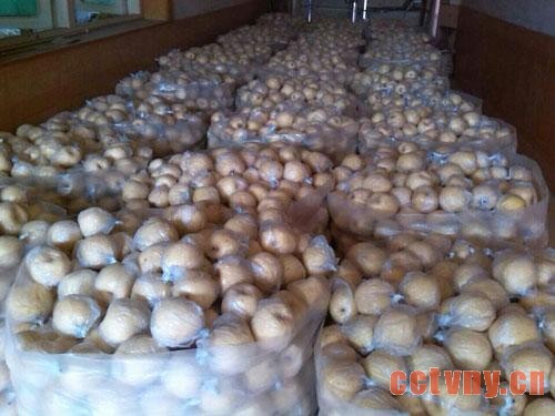 咸阳礼泉近百万斤贡梨滞销 愁坏果农(图)