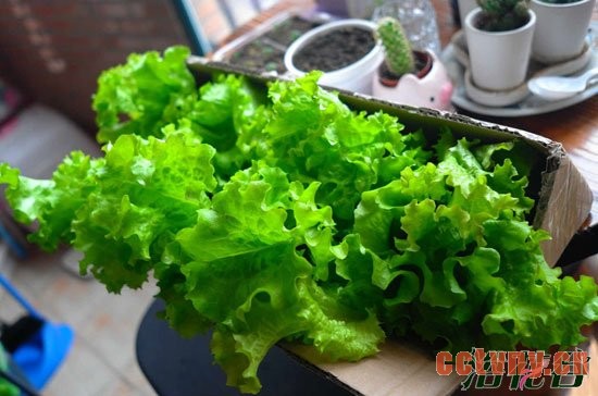 生菜播种时间(附播种方法)