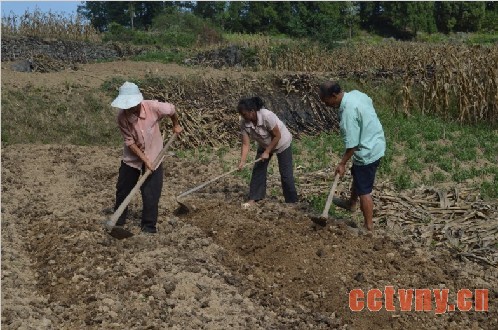 彭水龙塘乡椒农创新种油菜
