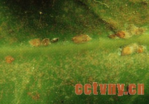 茶花病虫害图片