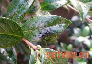 茶花病虫害图片