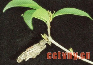 茶花病虫害图片