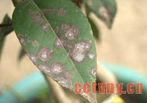 茶花病虫害图片