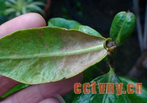 茶花病虫害图片