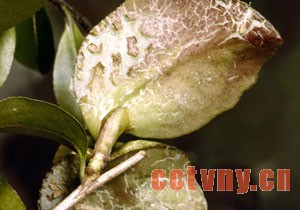 茶花病虫害图片