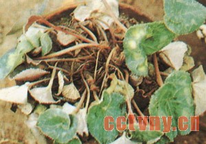 仙客来软腐病的辨识和防治