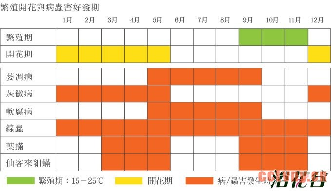 仙客来什么时候开花