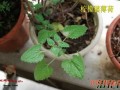 柠檬猫薄荷种植方法