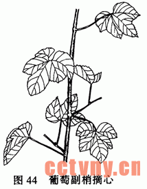 如何修剪葡萄树(常用修剪方法)